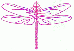 dragonfly-6_250