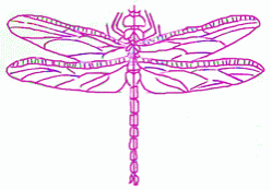 dragonfly-7_250_01