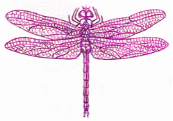 dragonfly-9_250_01