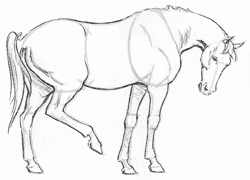 easy-tempered-horse-side-view-6_250