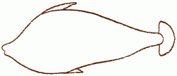 fan-tailed-flounder-3_250