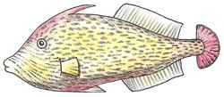 fan-tailed-flounder_6_250