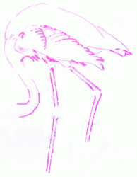 flamingo-3_250