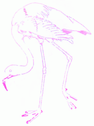 flamingo-5_250