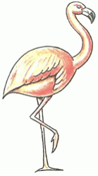 flamingo-5_250_01