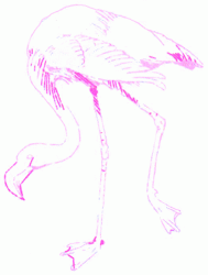 flamingo-6_250
