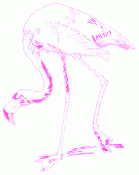 flamingo-7_250