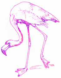 flamingo-8_250