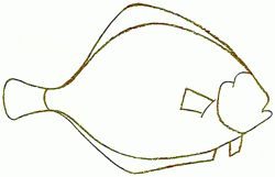 flounder-4_250