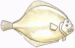 flounder-6_250