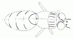 fly-4_250
