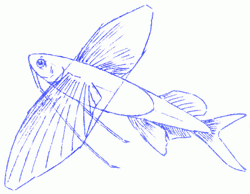 flying-fish-6_250