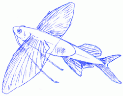 flying-fish-7_250_01