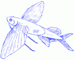 flying-fish-8_250_01