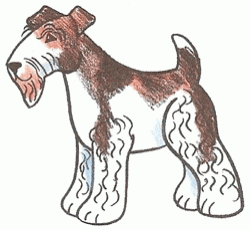 fox-terrier-5_250