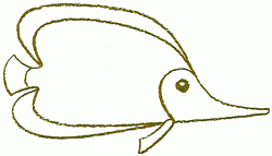 freshwater-butterflyfish-5_250