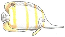 freshwater-butterflyfish_6_250_02