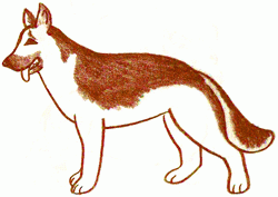 german-shepherd-dog-4_250