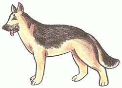german-shepherd-dog-5_250