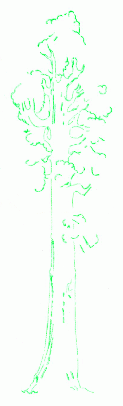 giant-sequoia-3_1364
