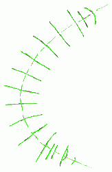 gipsy-moth-caterpillar-2_250_01