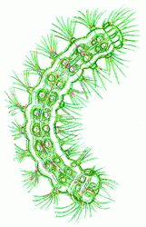 gipsy-moth-caterpillar-8_250_01