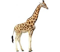 giraffe_250_01