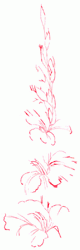 gladiolus-3_250