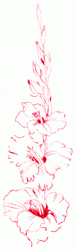 gladiolus-4_250