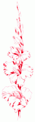 gladiolus-5_250