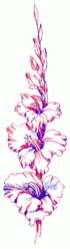 gladiolus-6_250