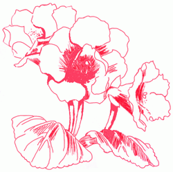 gloxinia-5_250_01