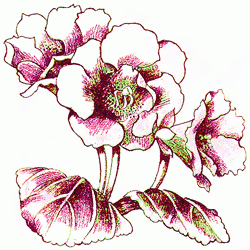 gloxinia-6_250_01