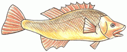 gold-perch-6_250