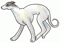 greyhound-5_250