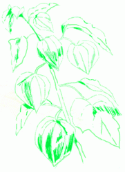 ground-cherry-6_250