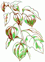 ground-cherry-8_250