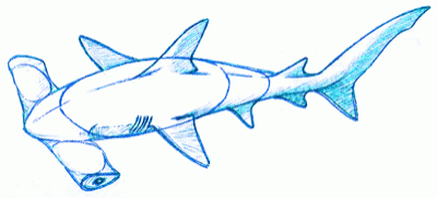 hammer-headed_shark-6_400