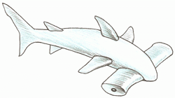 hammerhead_shark_6_250