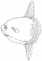 headfish-5_250