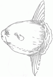 headfish-6_250