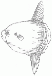 headfish-7_250