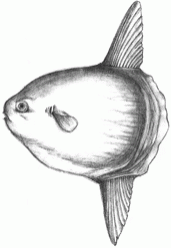 headfish-8_250