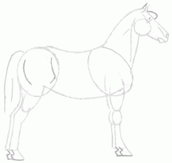 horse-morgan-5_250