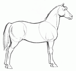 horse-morgan-6_250