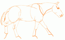 horse-of-przhevalskiy-4_250