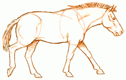 horse-of-przhevalskiy-6_250