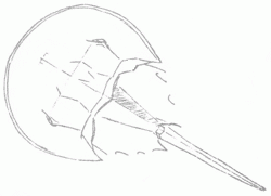 horseshoe-crab-5_250_01