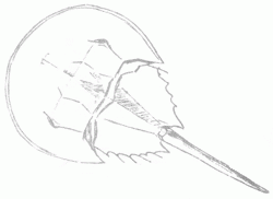 horseshoe-crab-6_250_01