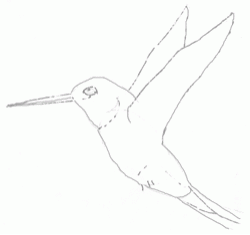 hummingbird-3_250
